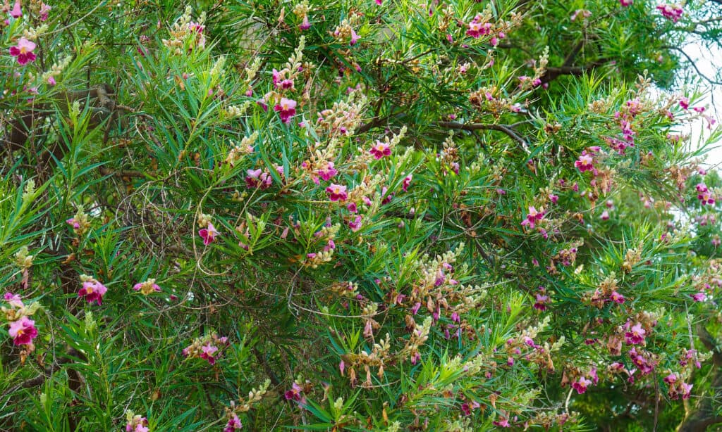 The 11 Best Purple Flowering Trees in Florida