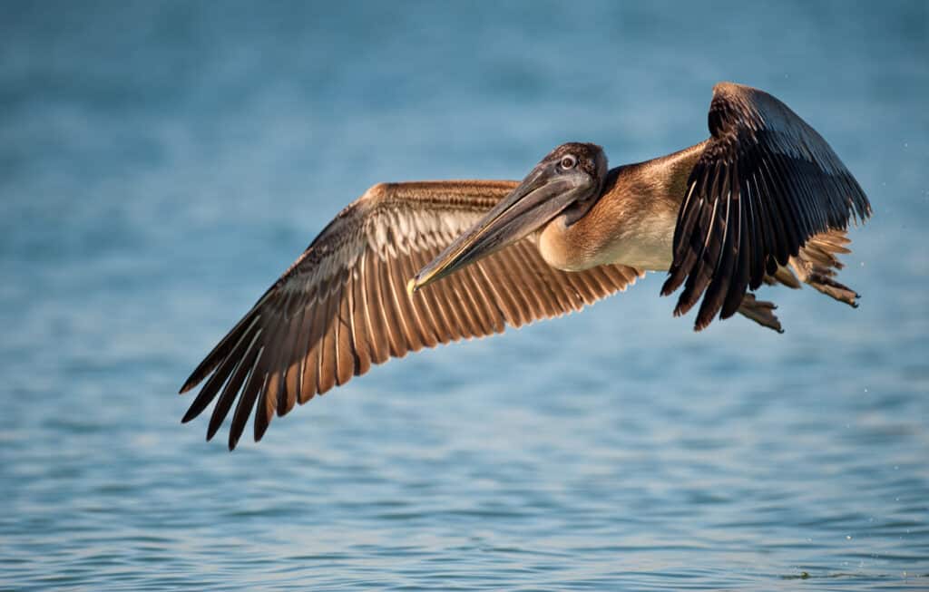 Discover the 27 Largest Flying Birds in Florida