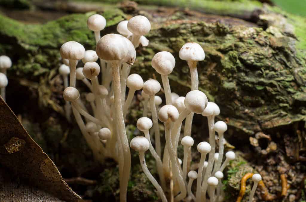 23 Mushrooms that Grow in Clusters