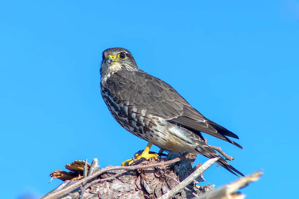 The 4 Types of Falcons That Call Florida Home