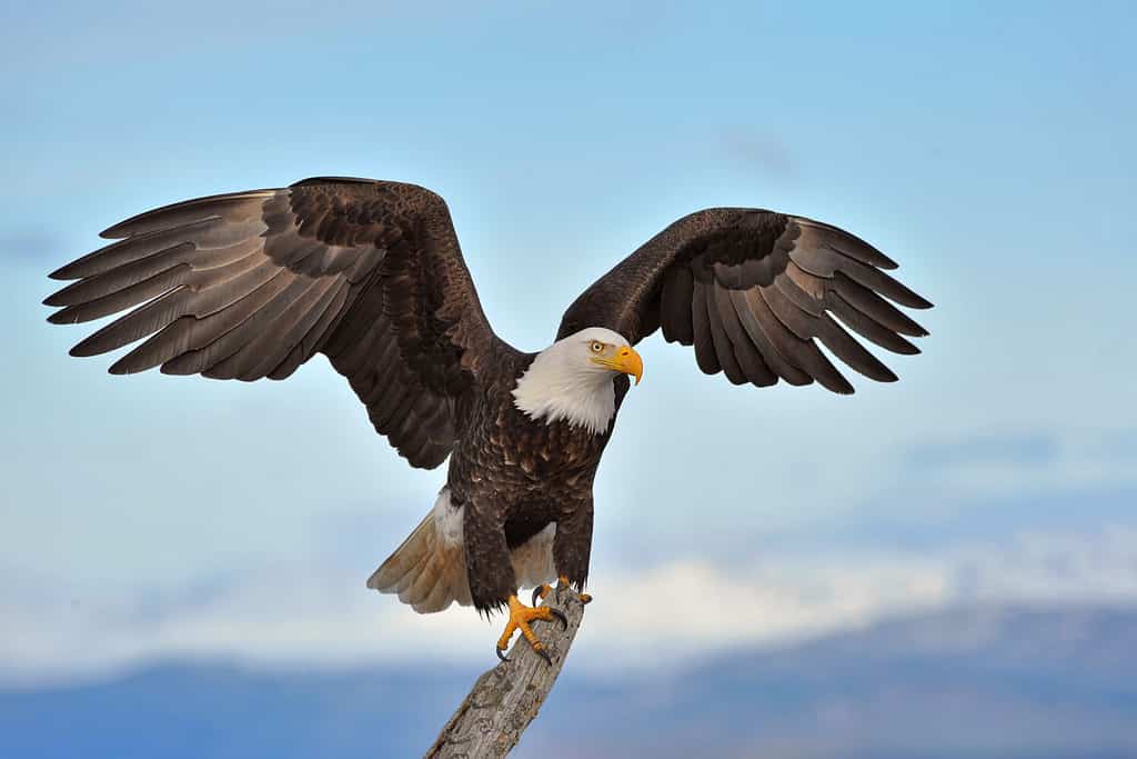 The 6 Best Places and Times to See Bald Eagles in Pennsylvania