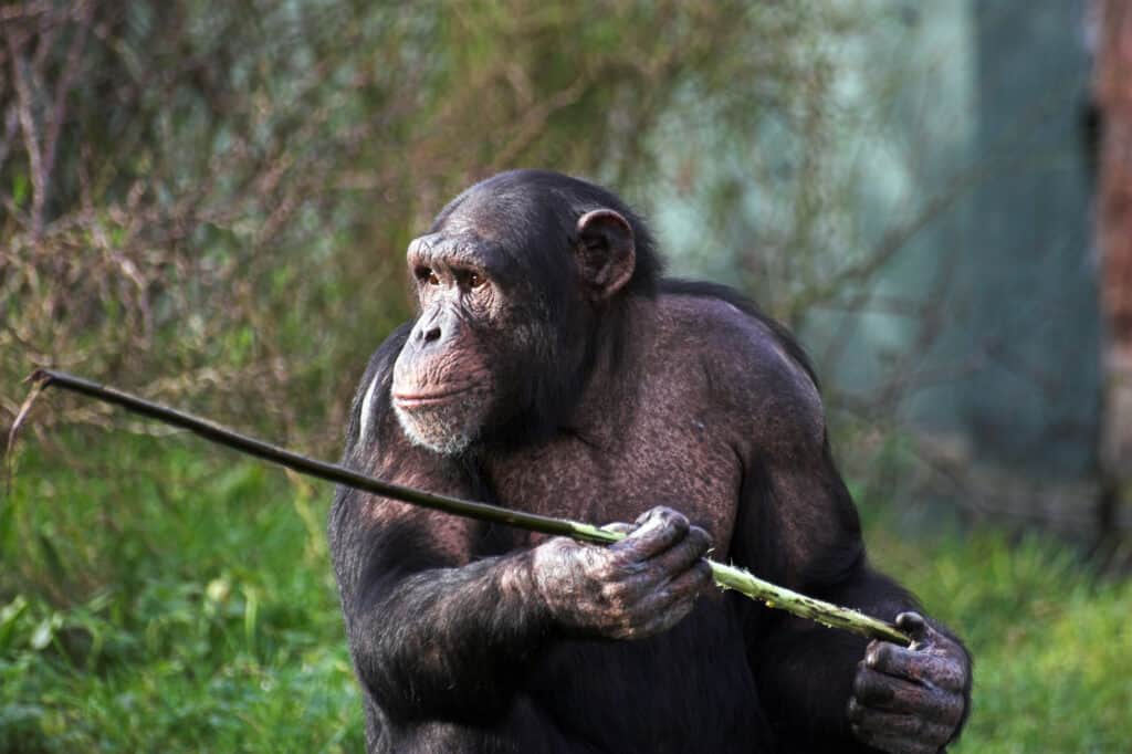 Male vs Female Chimpanzees: 15 Key Differences