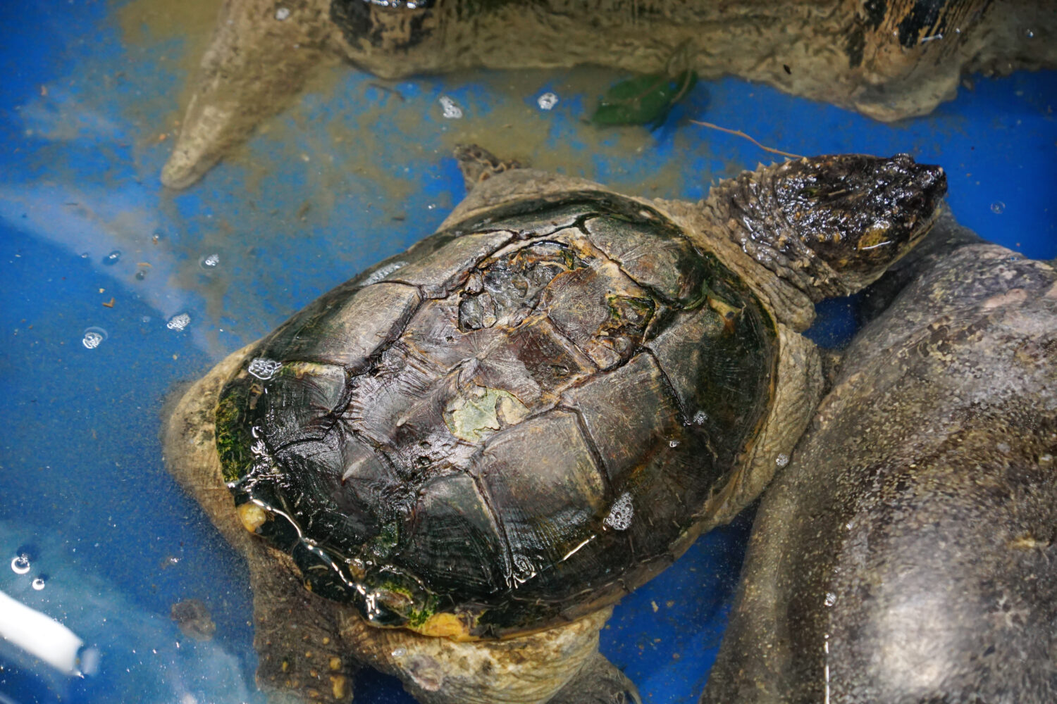 Turtle Shell Rot: Common Symptoms and Causes (Plus How to Treat It)