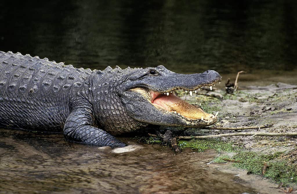 Watch an Alligator Lose Its Temper When a Foolish Man Tries Messing With Her Baby