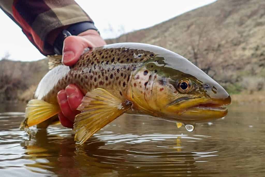 The 18 Largest Fish Ever Caught in New Hampshire