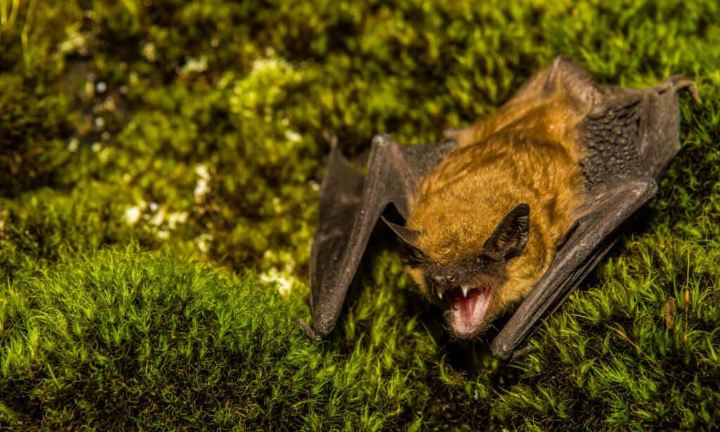 New York's Flying Terrors: The 8 Most Dangerous Animals in the State's Skies