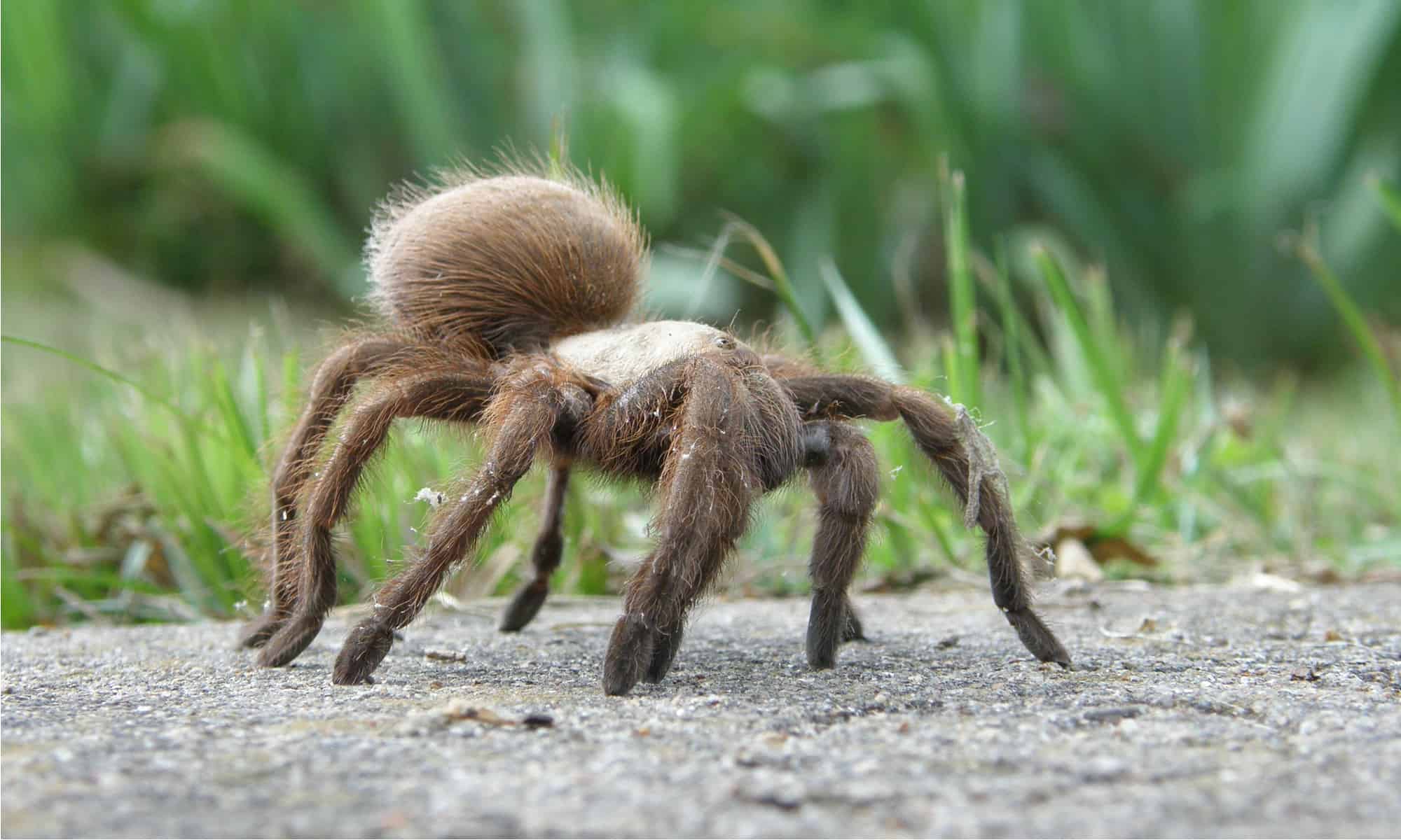 12 Spiders Crawling Around San Antonio