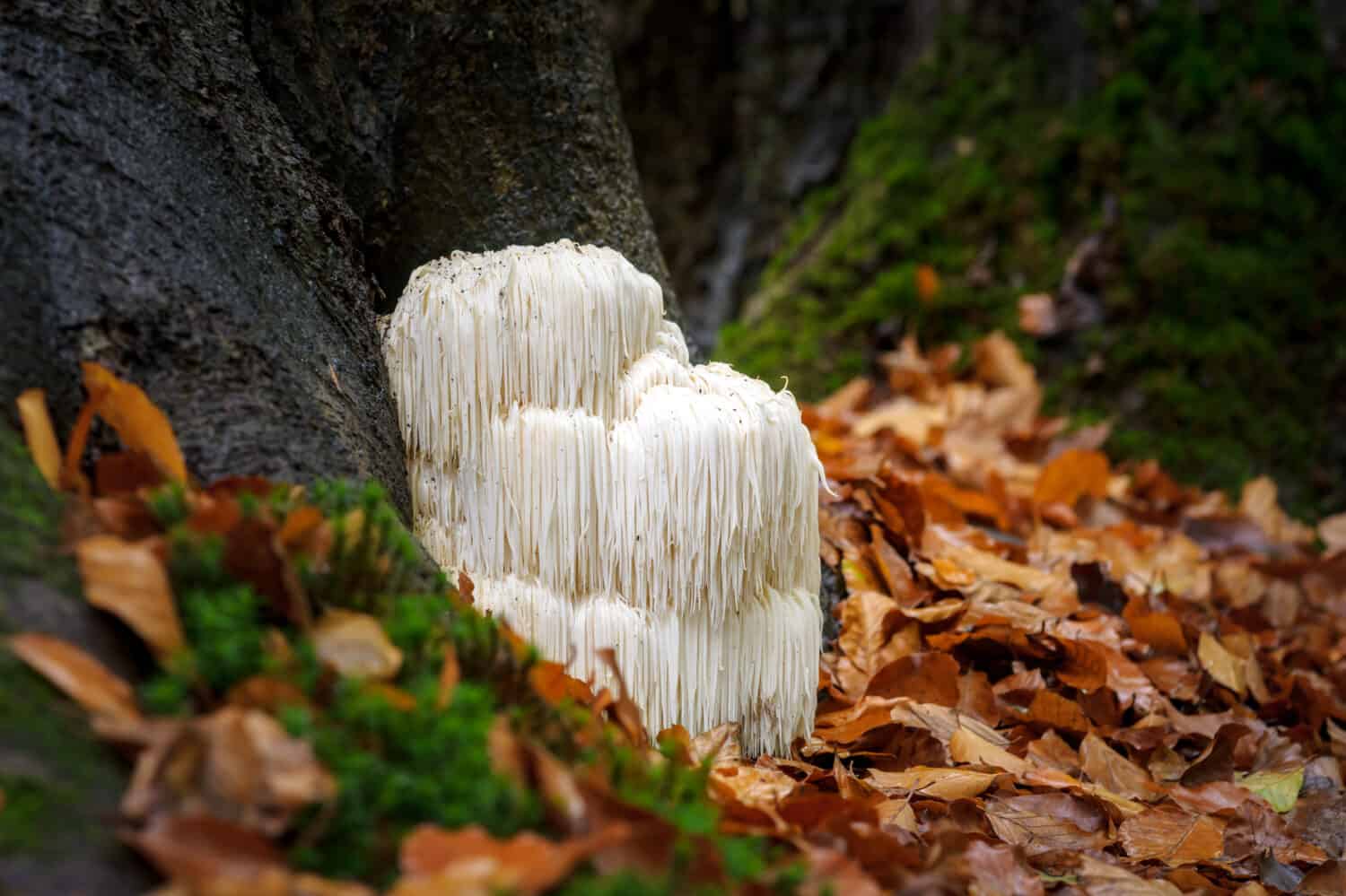 23 Mushrooms that Grow in Clusters