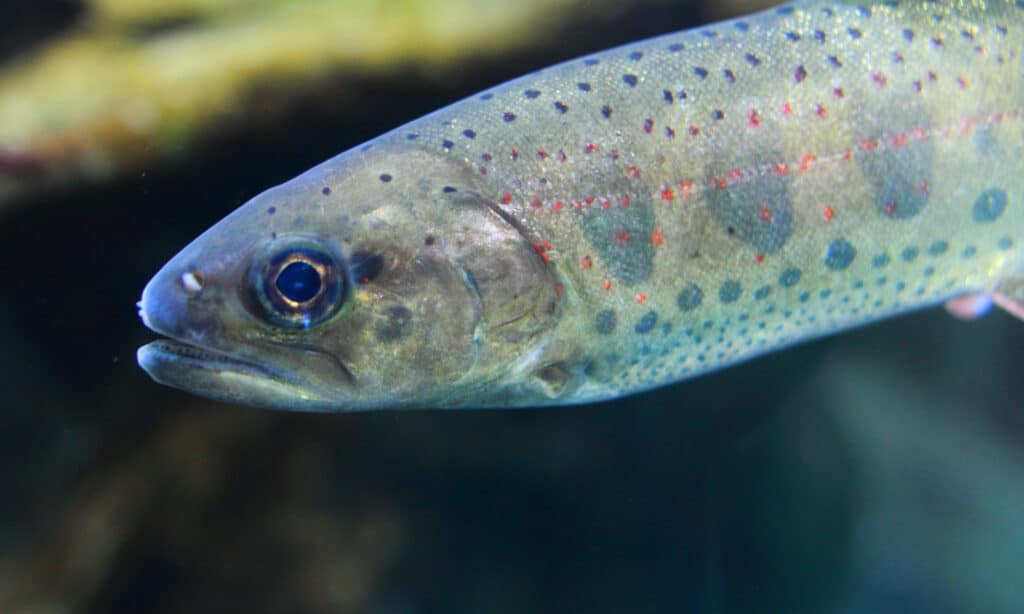 The 18 Largest Fish Ever Caught in New Hampshire