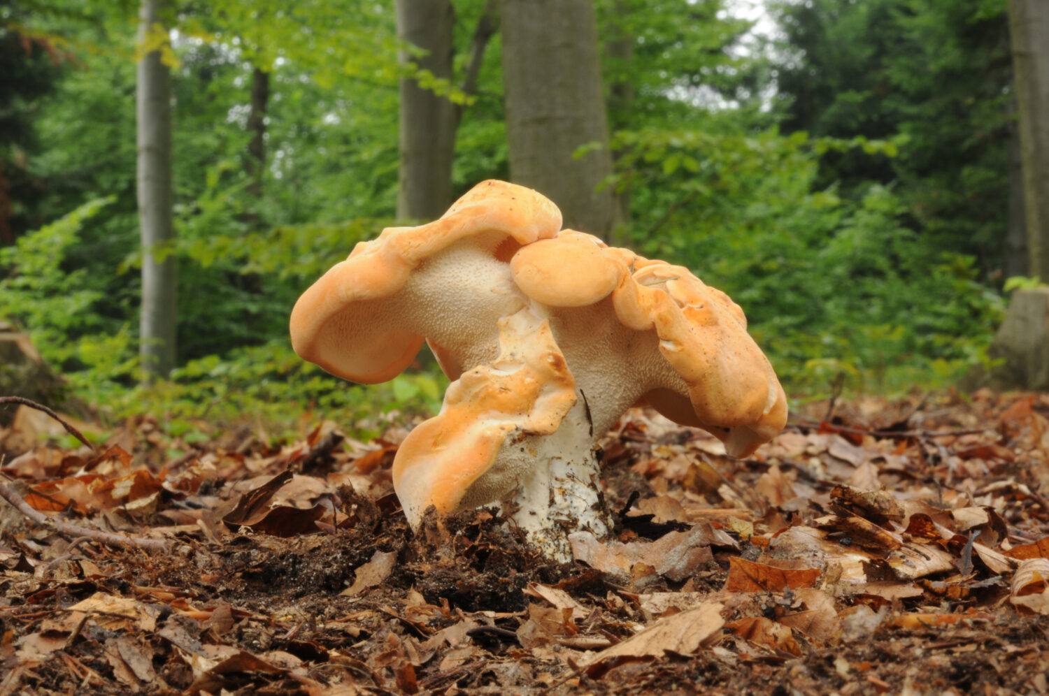 23 Mushrooms that Grow in Clusters