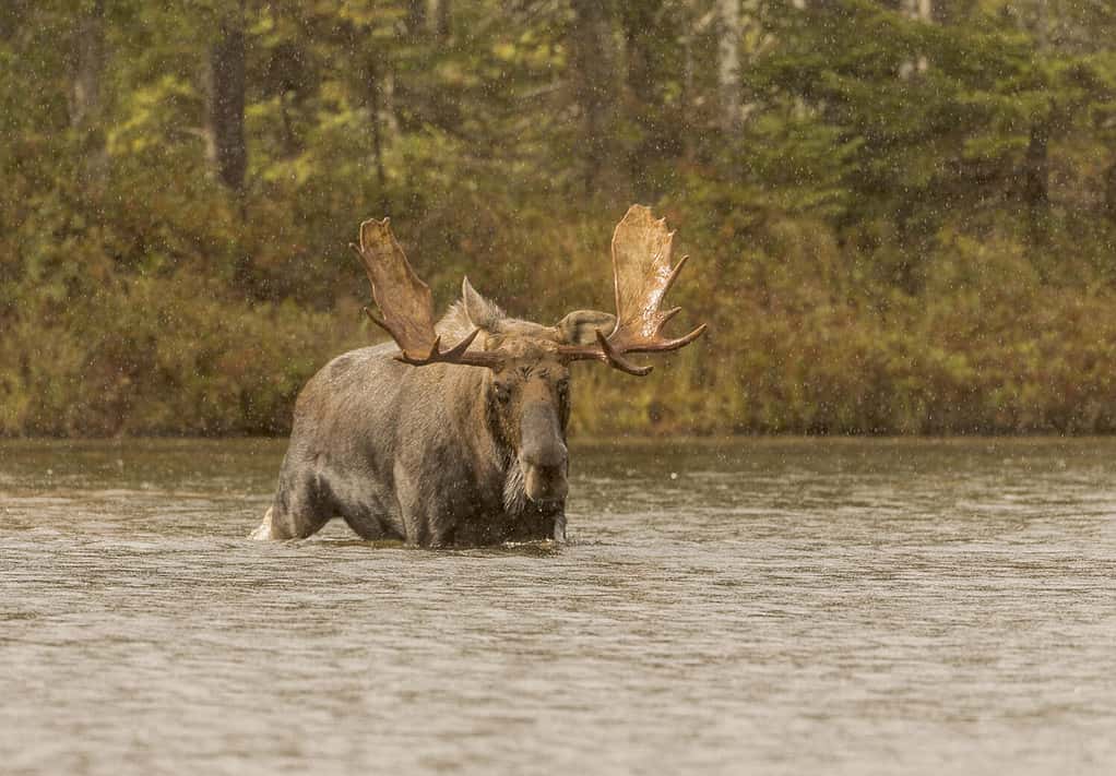 Killer Whales Are Such Predators They Even Hunt Moose...Yes, Moose