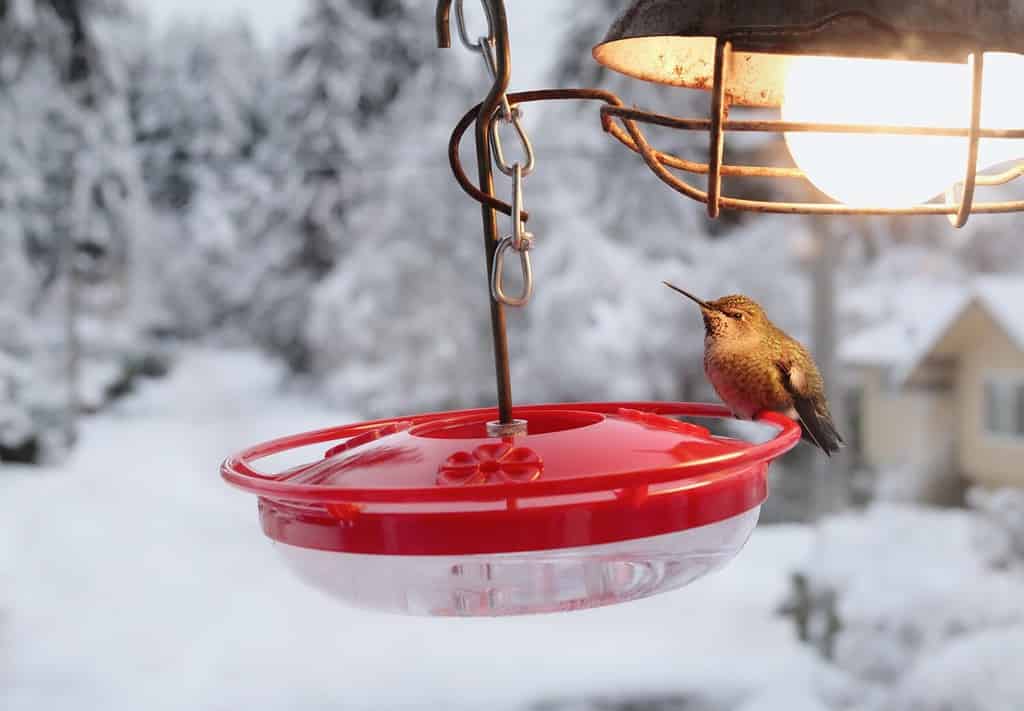 Discover the 12 Types of Bird Feeders to Attract a Variety of Birds to Your Yard