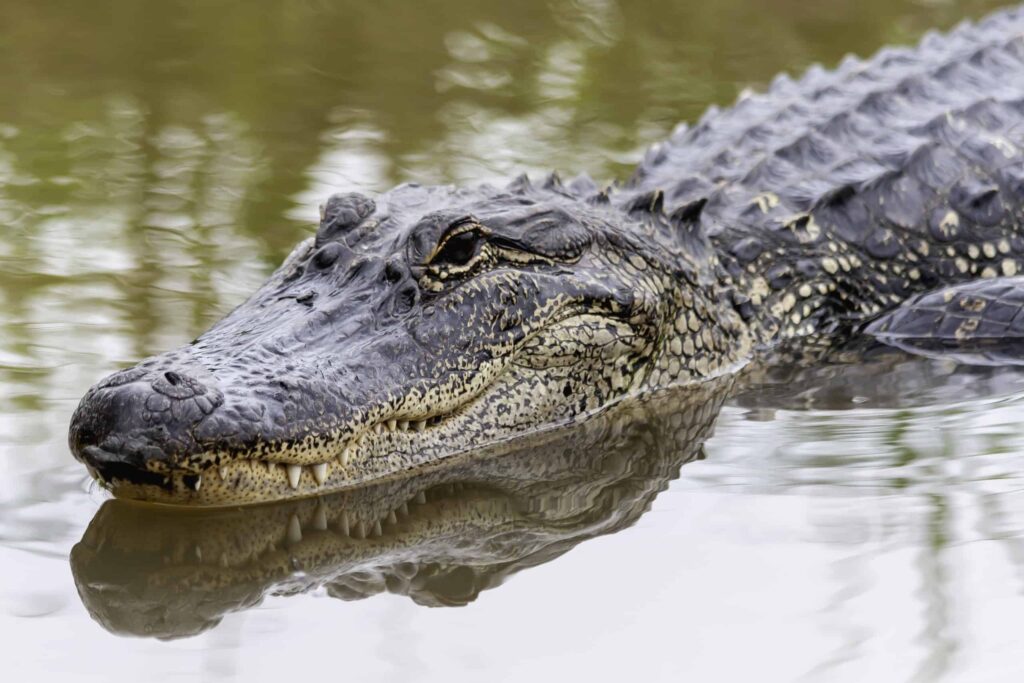 Alligators Can Perform a Water Dance And This Is What It Looks Like