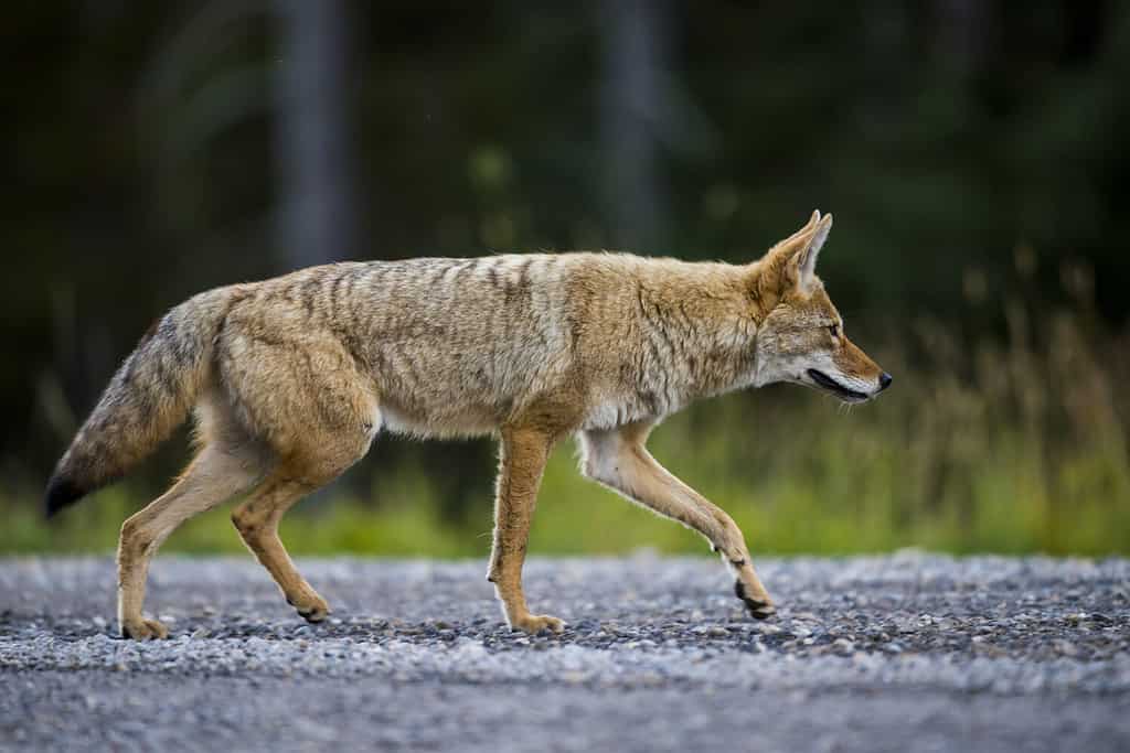 Do Coyotes Bark? Understand the 11 Common Sounds They Make