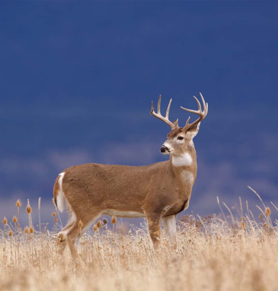 The Largest Whitetail Deer Ever Caught in Oklahoma