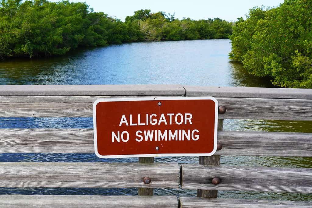 Are There Alligators or Crocodiles in Key West?