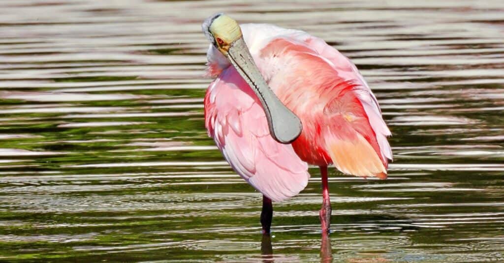 Discover the 27 Largest Flying Birds in Florida