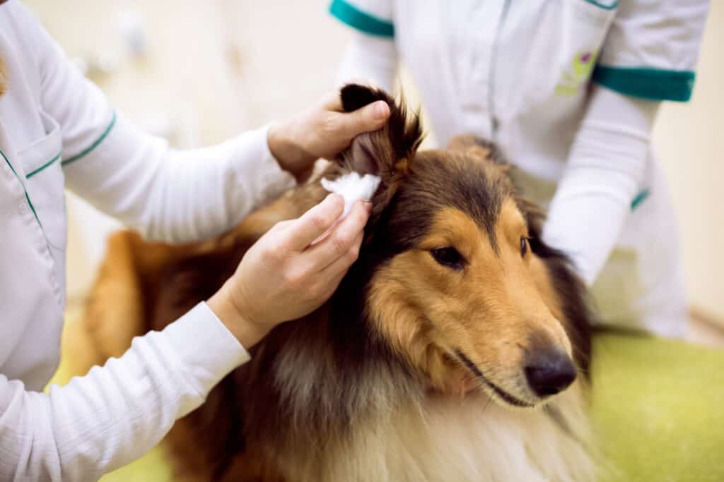 Male vs Female Collie: 5 Key Differences