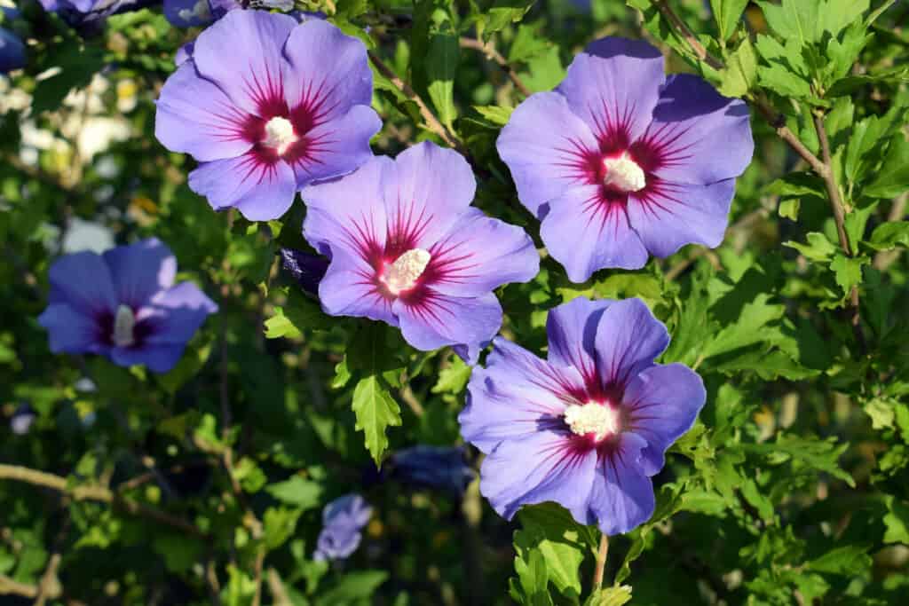 The 11 Best Purple Flowering Trees in Florida