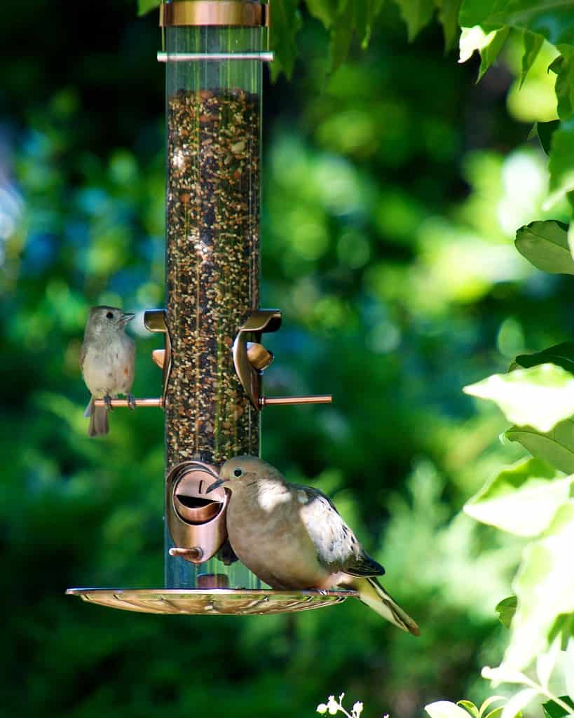 Discover the 12 Types of Bird Feeders to Attract a Variety of Birds to Your Yard