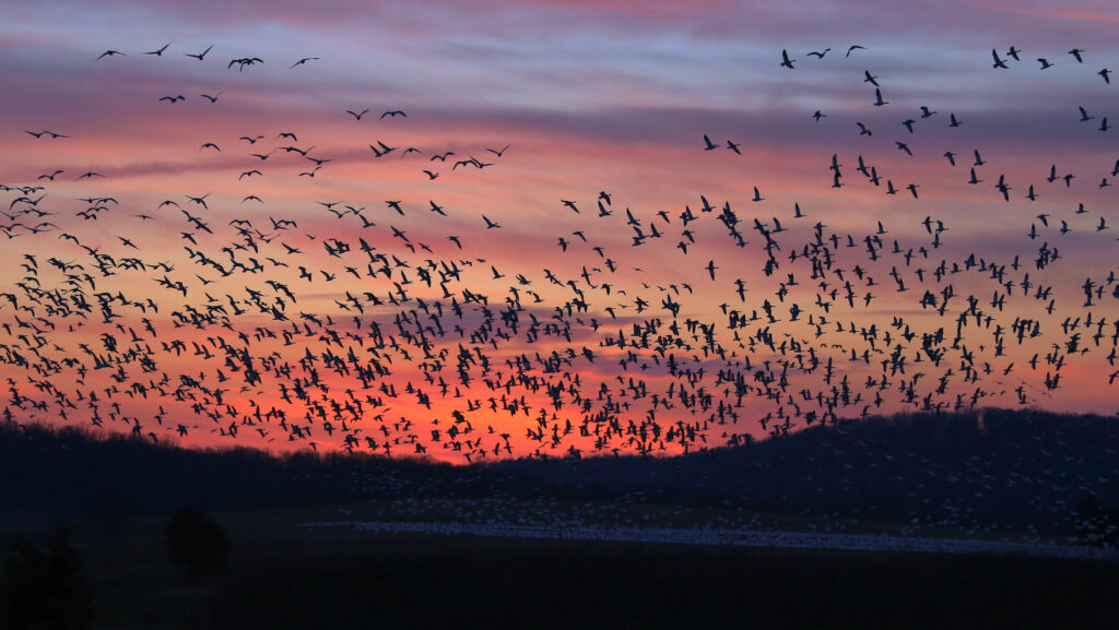 The 6 Best Places and Times to See Bald Eagles in Pennsylvania