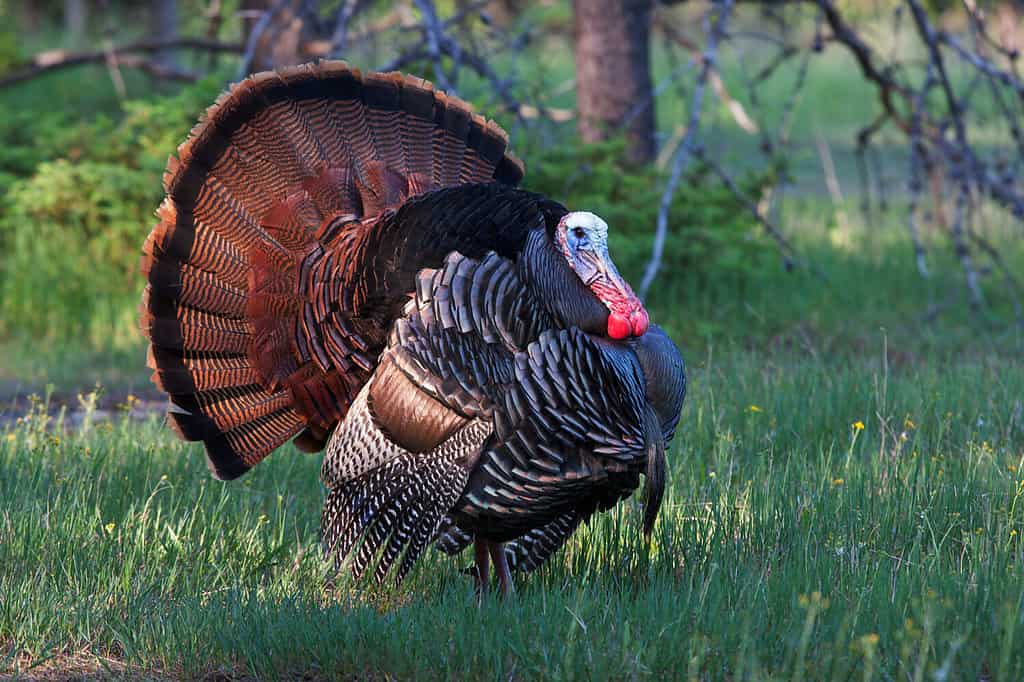 Discover the 27 Largest Flying Birds in Florida