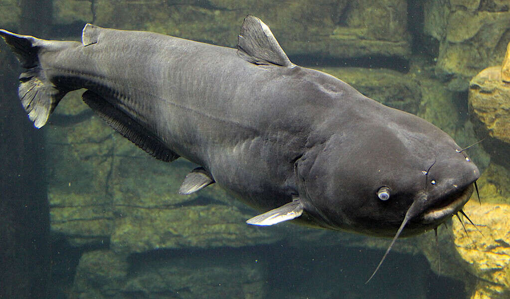 The Largest Blue Catfish Ever Caught in Georgia Was an Absolute Unit