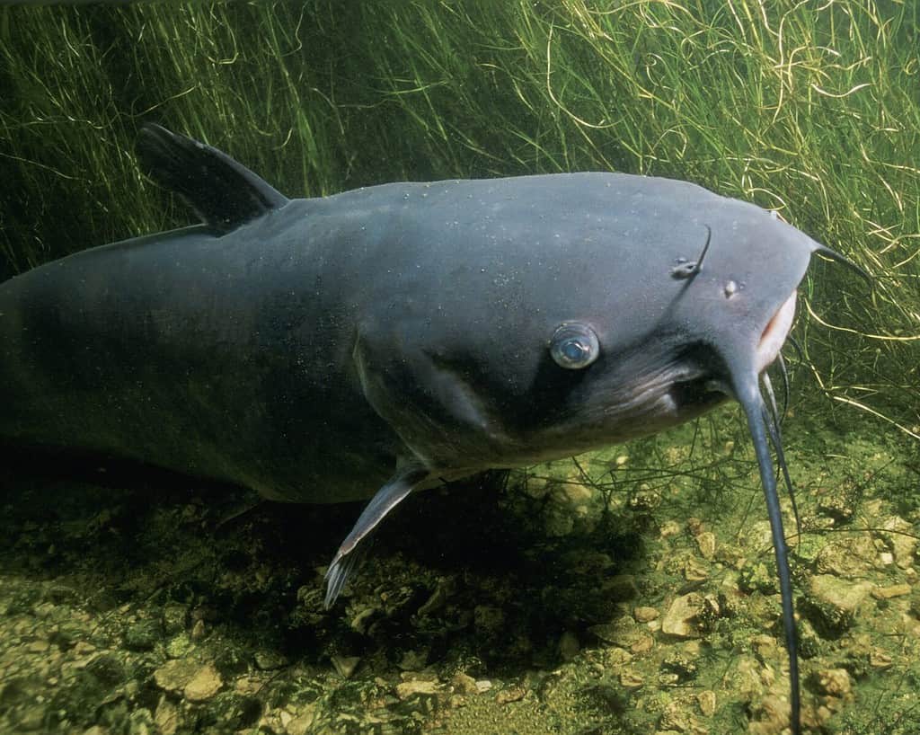 The 18 Largest Fish Ever Caught in New Hampshire