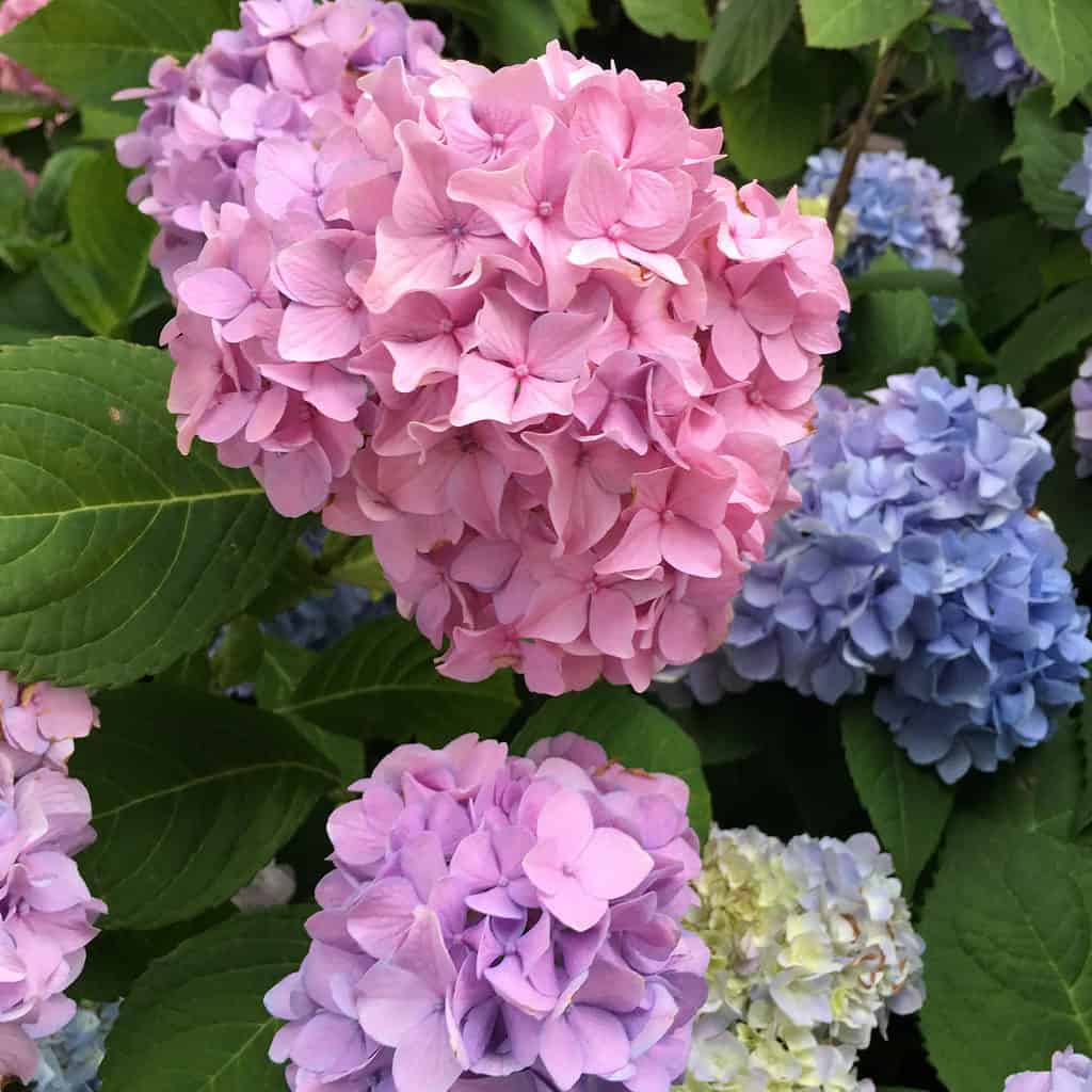 Discover the 10 Best Shrubs to Plant in Ohio (From Flowering to Evergreen!)