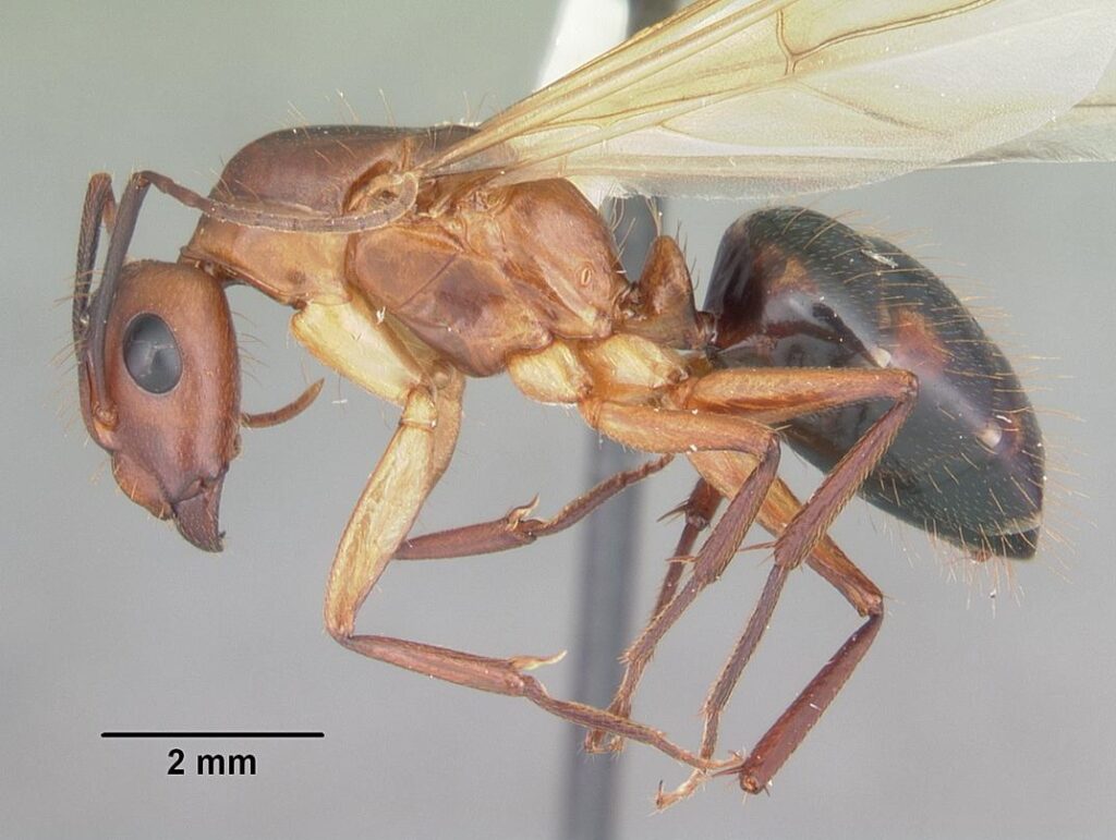 Male Ants vs Female Ants: 5 Key Differences and Roles