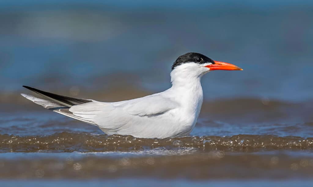 Discover the 27 Largest Flying Birds in Florida