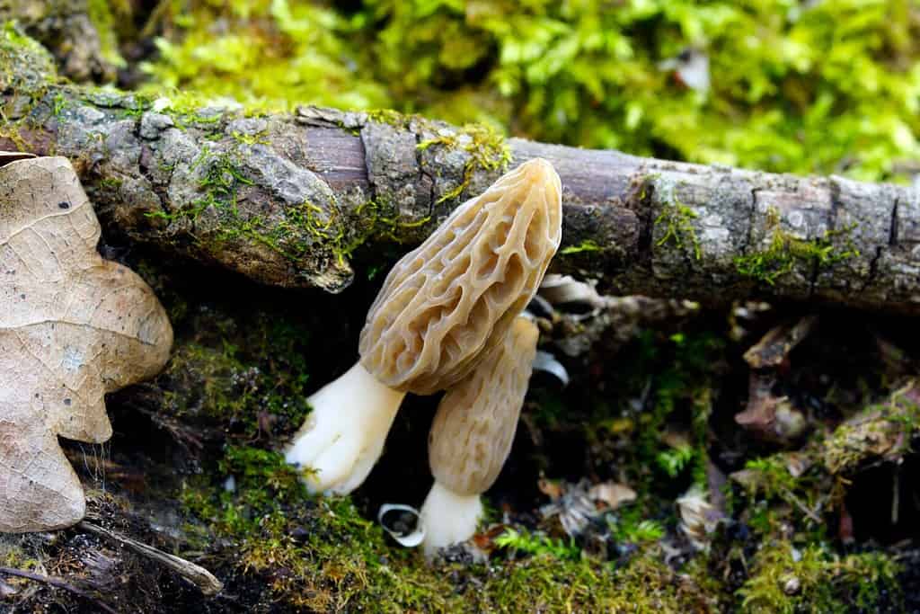 23 Mushrooms that Grow in Clusters