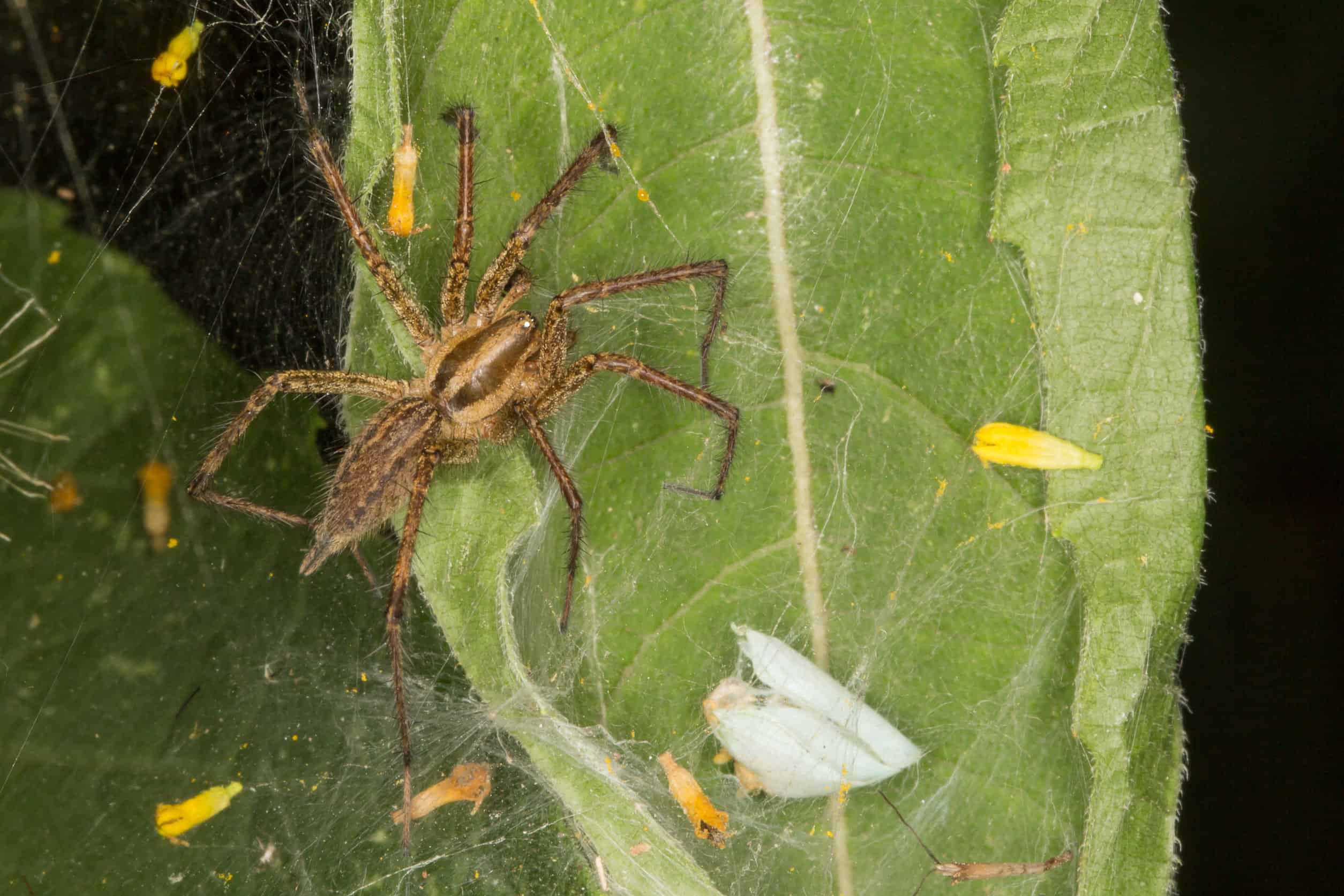 12 Spiders Crawling Around San Antonio