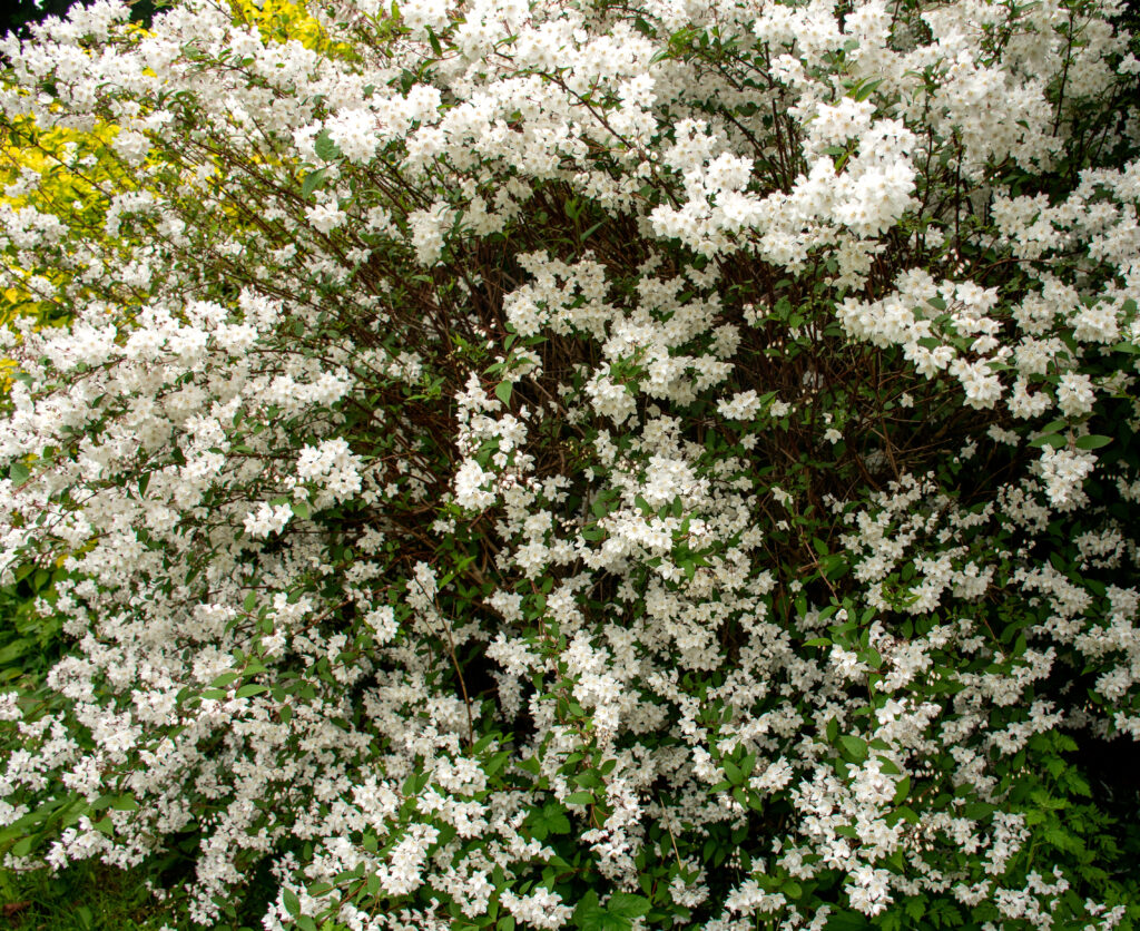 Discover the 10 Best Shrubs to Plant in Ohio (From Flowering to Evergreen!)