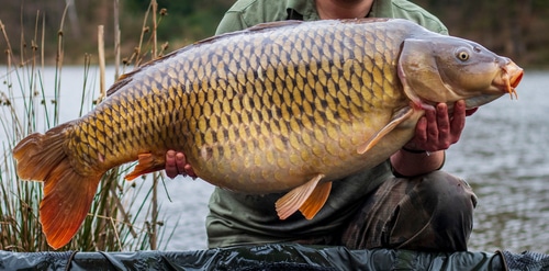 The 18 Largest Fish Ever Caught in New Hampshire