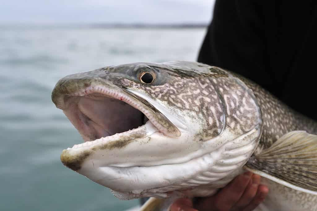 The 18 Largest Fish Ever Caught in New Hampshire