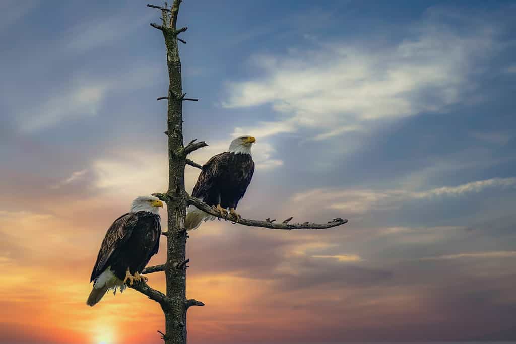 The 6 Best Places and Times to See Bald Eagles in Pennsylvania