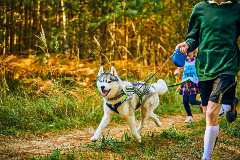 4 Reasons to Buy a Retractable Leash For Your Dog