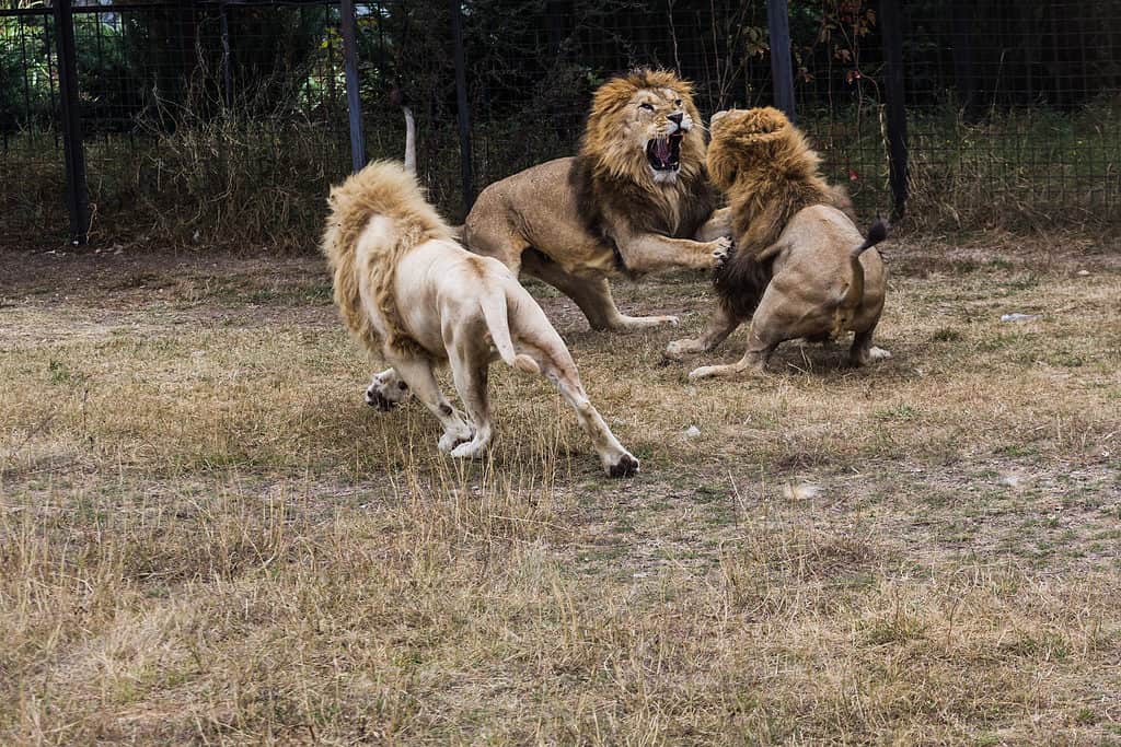 Watch Two Mighty Lions Stroll Down the Street and Patrol Their Territory