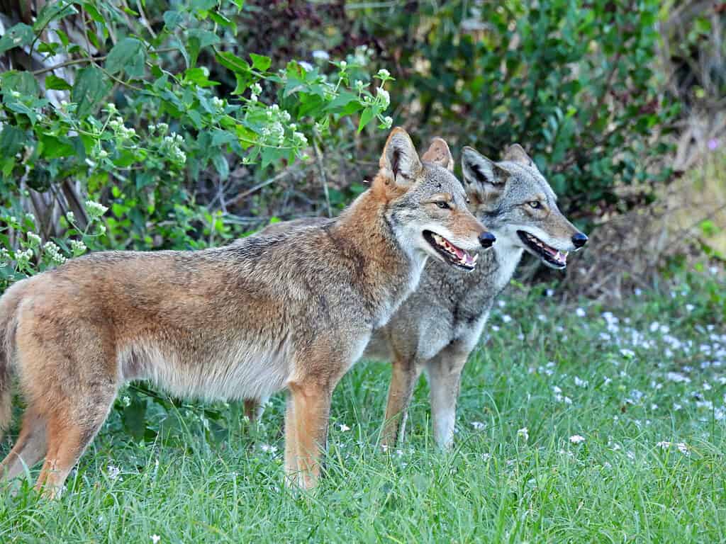 Do Coyotes Bark? Understand the 11 Common Sounds They Make