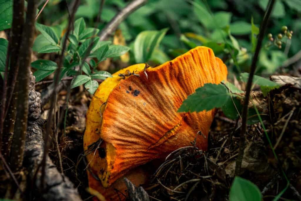 23 Mushrooms that Grow in Clusters