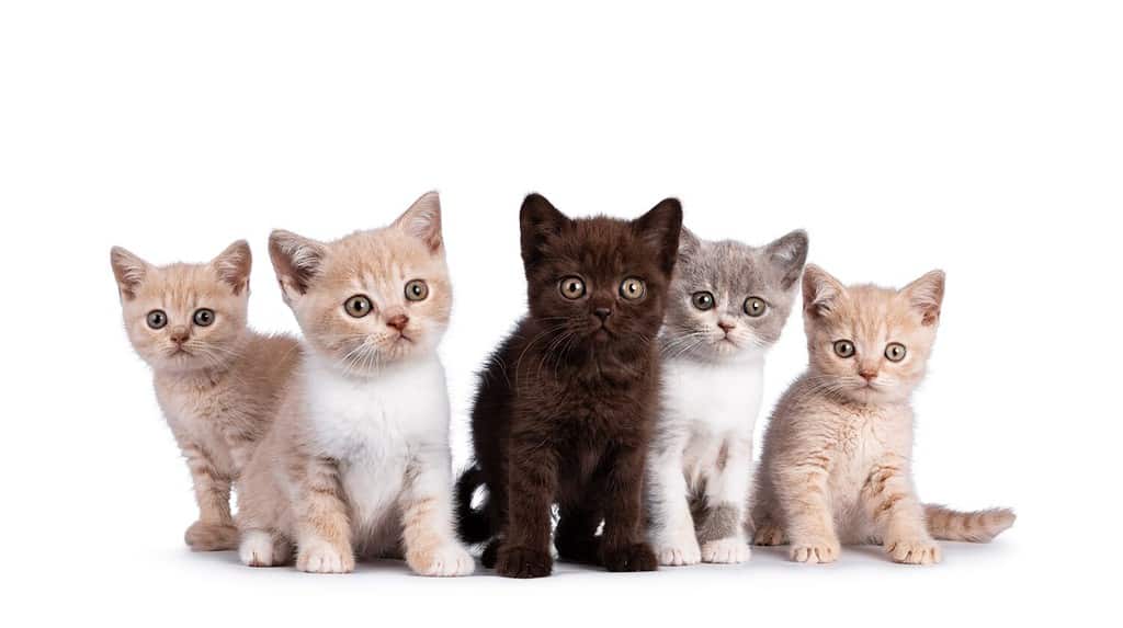 British Shorthair Prices in 2023: Purchase Cost, Vet Bills, and Other Costs