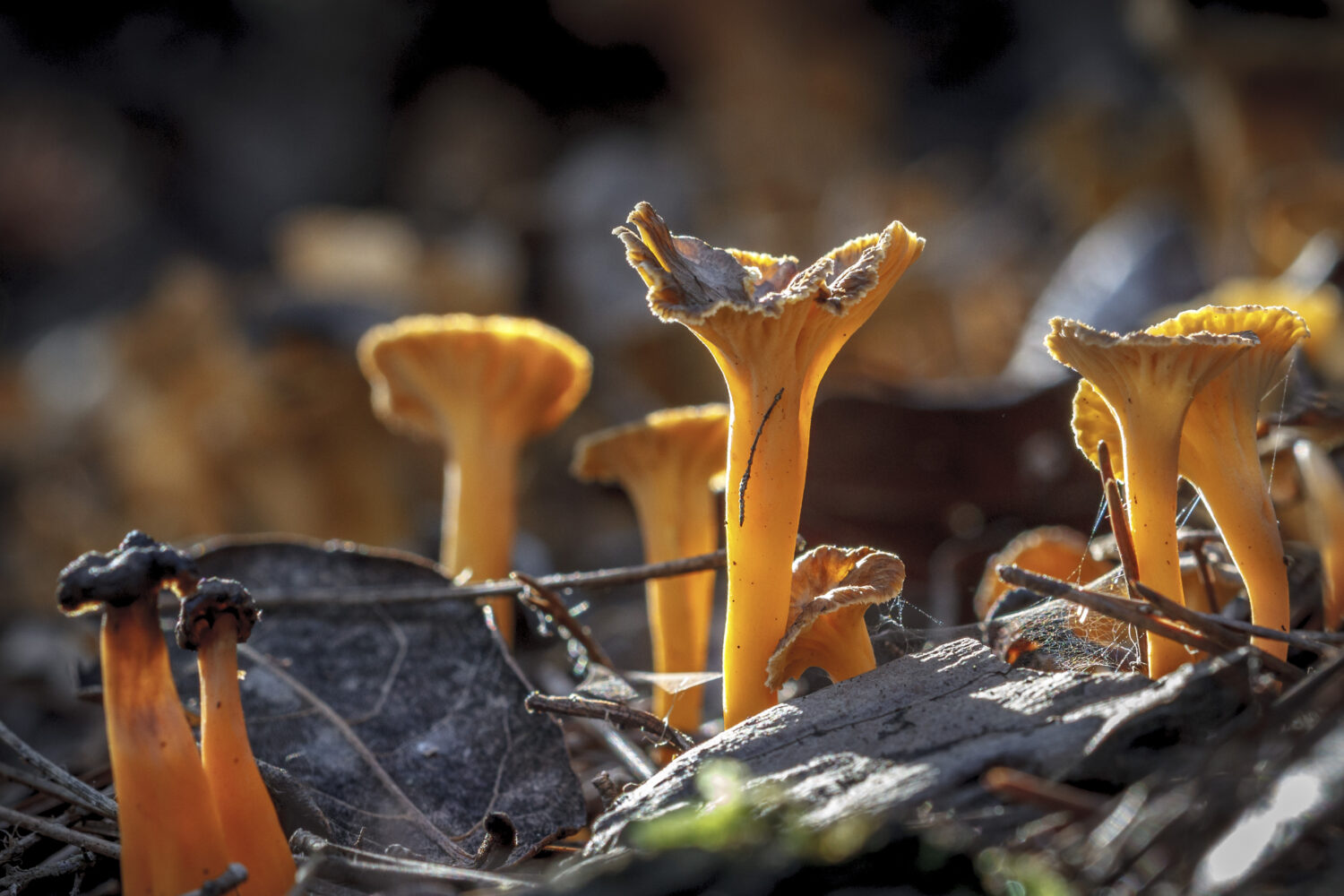 23 Mushrooms that Grow in Clusters