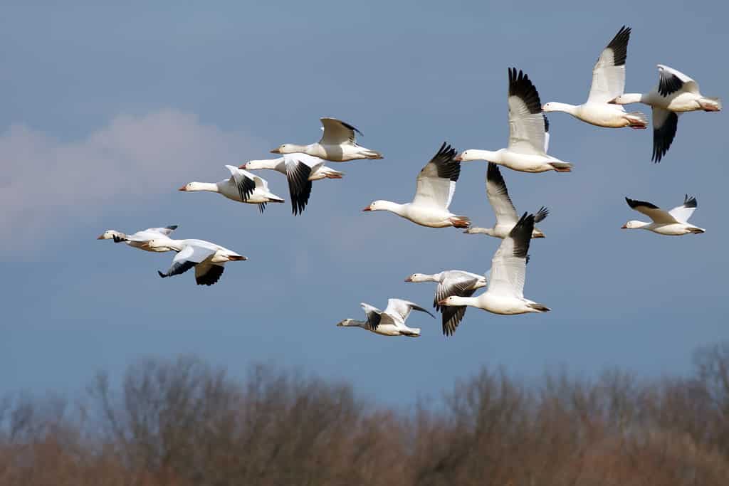 Why Do Geese Fly in V Formations?