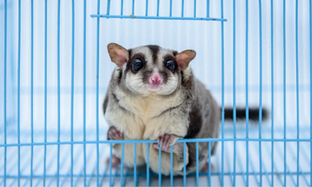 12 Reasons to Avoid Getting a Sugar Glider as a Pet