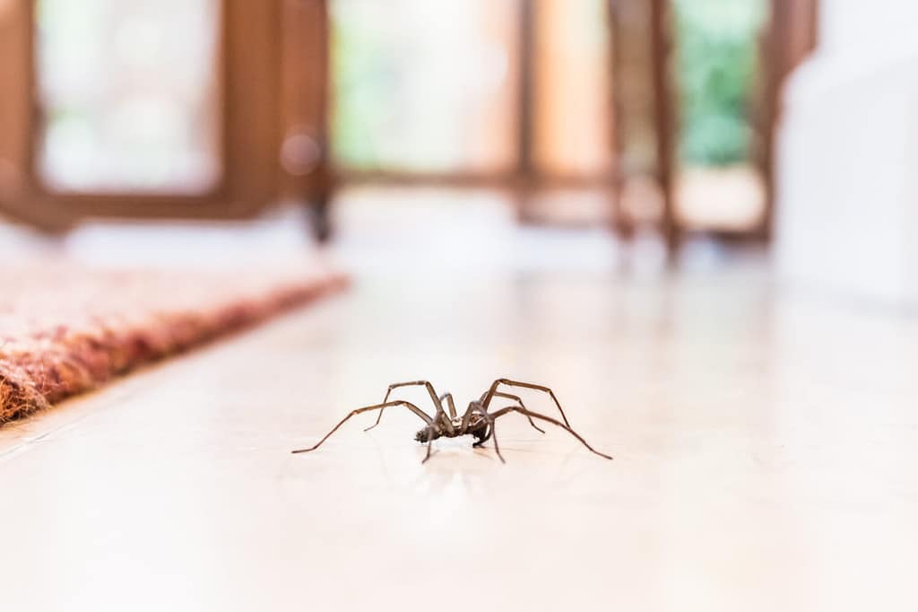 Ants and Spiders Hate this Simple Kitchen Ingredient - Find Out Why