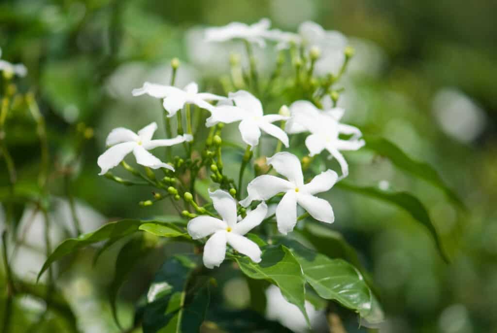 Jasmine Flowers: Meaning, Symbolism, and Uses