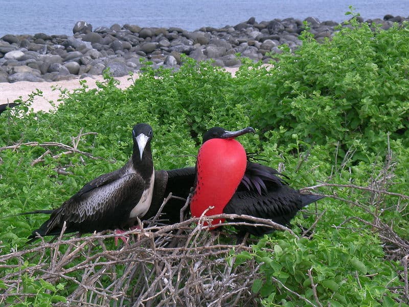 Discover the 27 Largest Flying Birds in Florida