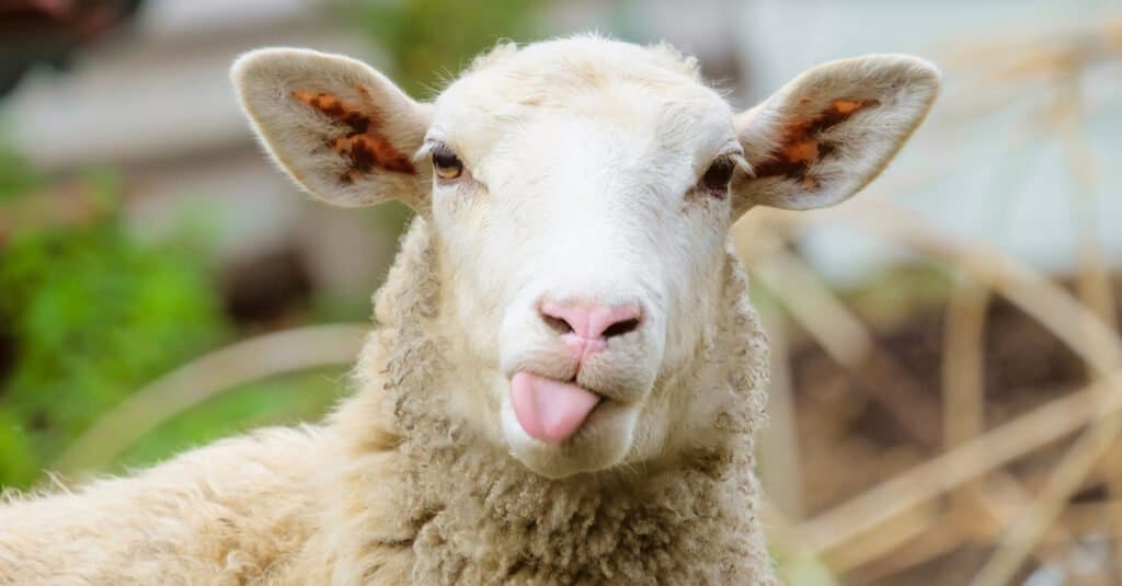 Watch a Fisherman Get Absolutely Launched into a Pond When a Rude Sheep Rams Him