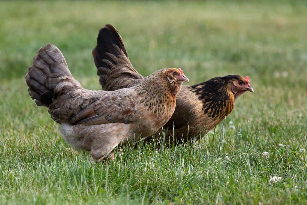 Easter Egger Chicken Lifespan: How Long Do Easter Egger Chickens Live?